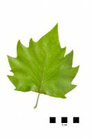 Platane - feuille (Platanus acerifolia)
